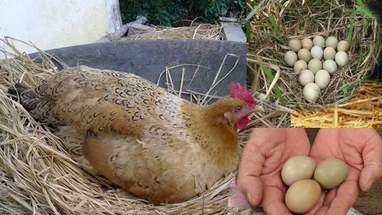 Dreams related to chickens laying eggs