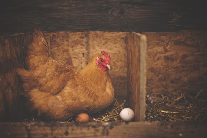 The meaning of dreaming about chickens laying eggs