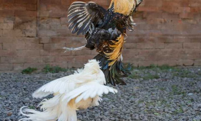 Khám Phá Thế Giới Đá Gà Online Và Cược Đá Gà Trên Sàn – Những Điều Cần Biết