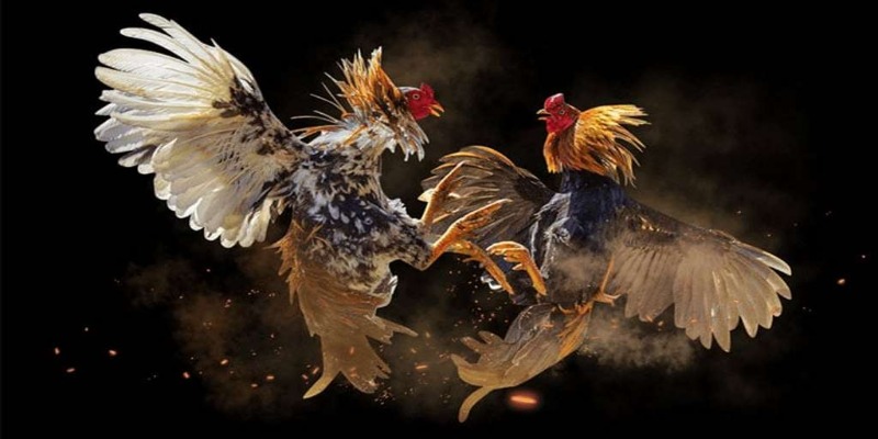 Share experiences from cockfighting betting experts