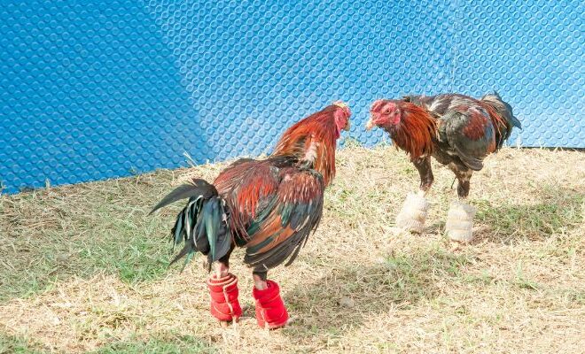 Fun Cockfighting – Discover the World on the Cockfighting Field